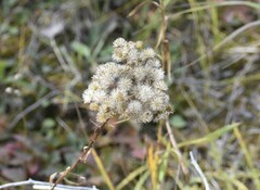 Solidago vossii
