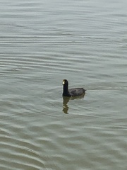 Fulica armillata