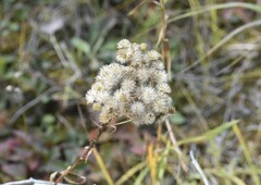 Solidago vossii