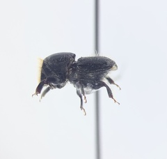 Scolytus muticus