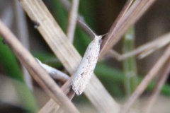 Bactra