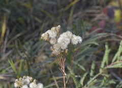 Solidago vossii
