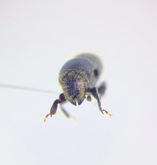 Scolytus muticus