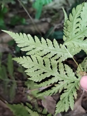 Tectaria devexa