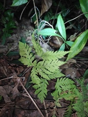 Tectaria devexa