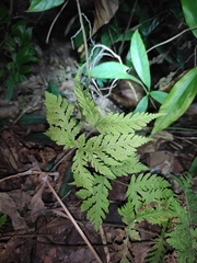 Tectaria devexa