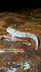 Istiblennius dussumieri