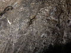 Ectomomyrmex