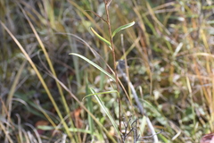 Solidago vossii