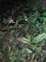 Pollia japonica