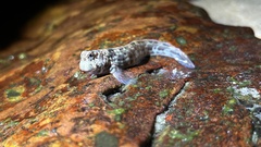 Istiblennius dussumieri