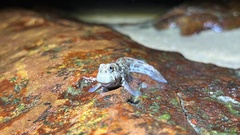 Istiblennius dussumieri