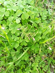 Oxalis articulata