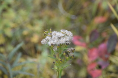Solidago vossii