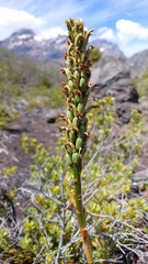 Chloraea leptopetala