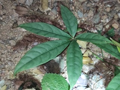 Tetrastigma planicaule