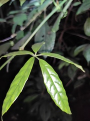 Tetrastigma planicaule