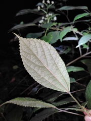 Oreocnide frutescens