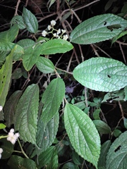 Oreocnide frutescens