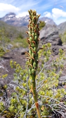 Chloraea leptopetala