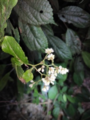 Persicaria chinensis