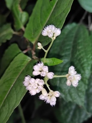 Persicaria chinensis