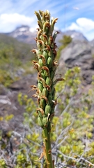 Chloraea leptopetala