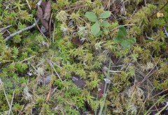 Sphagnum teres