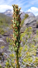 Chloraea leptopetala