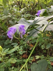Aconitum uncinatum