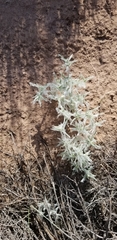 Scleropogoninae