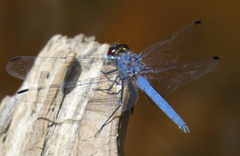 Trithemis furva