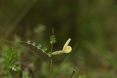 Vicia grandiflora