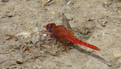 Crocothemis sanguinolenta