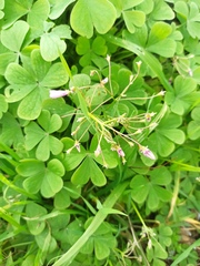 Oxalis articulata