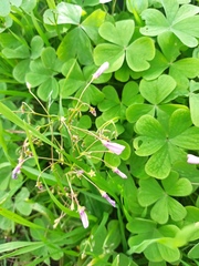 Oxalis articulata