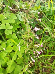 Oxalis articulata