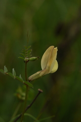 Vicia grandiflora