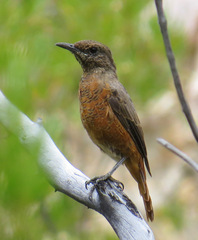 Monticola rupestris