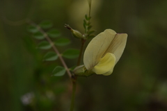 Vicia grandiflora