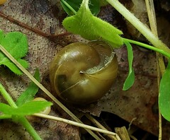 Ventridens ligera
