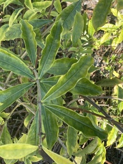 Allamanda