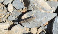 Sphingonotus rubescens