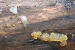 Tremellomycetes