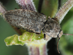 Agrypnus murinus