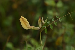 Vicia grandiflora
