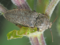 Agrypnus murinus