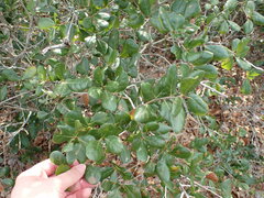Quercus myrtifolia
