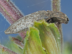Agrypnus murinus