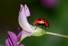 Gonioctena fornicata